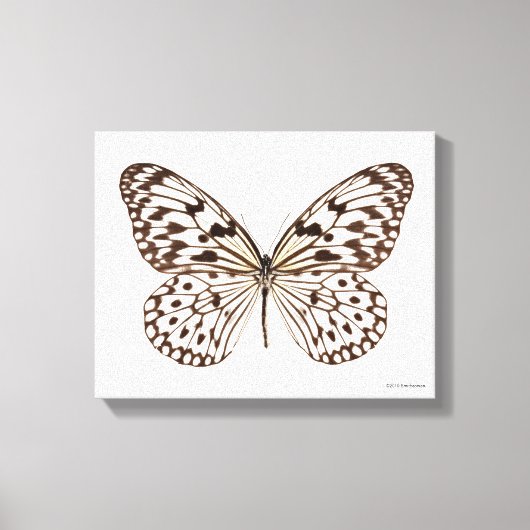 Chestnut Tiger Butterfly Canvas Afdruk (Voorkant)