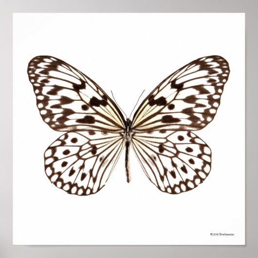 Chestnut Tiger Butterfly Poster (Voorkant)