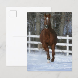 Chestnut Trakehner Stallion in de sneeuw Briefkaart