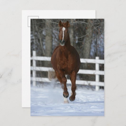 Chestnut Trakehner Stallion in de sneeuw Briefkaart (Voorkant / Achterkant)