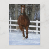 Chestnut Trakehner Stallion in de sneeuw Briefkaart (Voorkant)