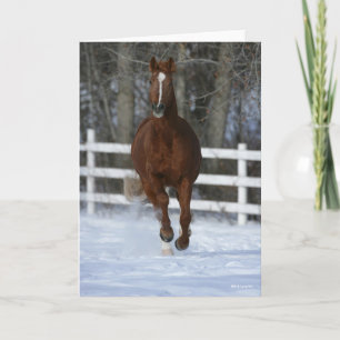 Chestnut Trakehner Stallion in de sneeuw Kaart
