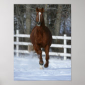 Chestnut Trakehner Stallion in de sneeuw Poster (Voorkant)