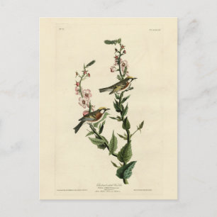 Chestnut Warbler, Amerikaanse vogels Briefkaart