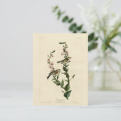 Chestnut Warbler, Amerikaanse vogels Briefkaart (Staand voorkant)
