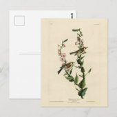 Chestnut Warbler, Amerikaanse vogels Briefkaart (Voorkant / Achterkant)
