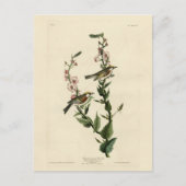 Chestnut Warbler, Amerikaanse vogels Briefkaart (Voorkant)