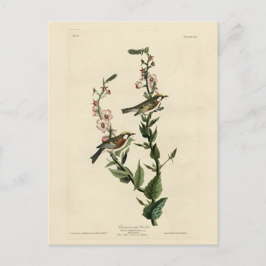 Chestnut Warbler, Amerikaanse vogels Briefkaart (Voorkant)