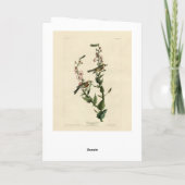 Chestnut Warbler, Amerikaanse vogels Kaart (Achterkant)