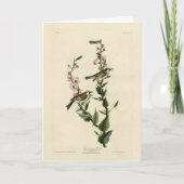 Chestnut Warbler, Amerikaanse vogels Kaart (Voorkant)