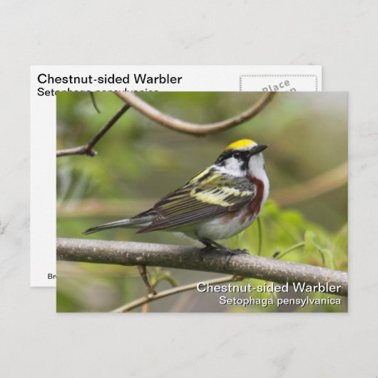 Chestnut Warbler Briefkaart (Voorkant / Achterkant)
