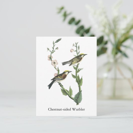 Chestnut Warbler, John Audubon Briefkaart (Staand voorkant)