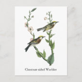 Chestnut Warbler, John Audubon Briefkaart (Voorkant)
