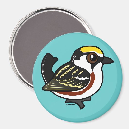 Chestnut Warbler Magneet (Voorkant / Achterkant)