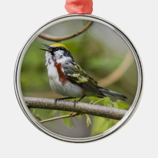 Chestnut Warbler Metalen Ornament (Voorkant)