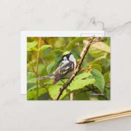 Chestnut Warbler Songbird op een tak Briefkaart