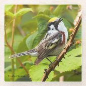 Chestnut Warbler Songbird op een tak Glazen Onderzetter (Voorkant)