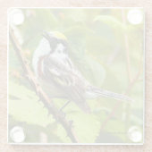 Chestnut Warbler Songbird op een tak Glazen Onderzetter (Achterkant)