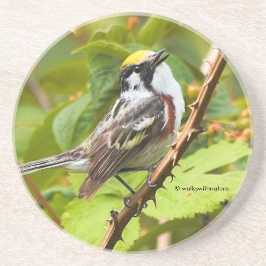 Chestnut Warbler Songbird op een tak Zandsteen Onderzetter (Voorkant)