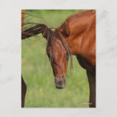 Chestnut Warmblood Foal with Tail on Head Briefkaart (Voorkant)