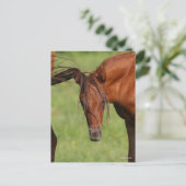 Chestnut Warmblood Foal with Tail on Head Briefkaart (Staand voorkant)
