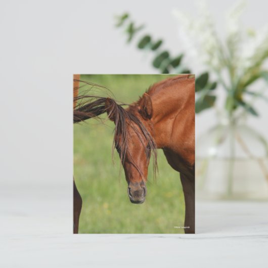 Chestnut Warmblood Foal with Tail on Head Briefkaart (Staand voorkant)