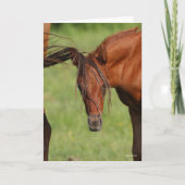 Chestnut Warmblood Foal with Tail on Head Kaart (Voorkant)