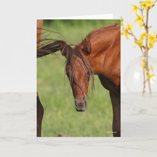 Chestnut Warmblood Foal with Tail on Head Kaart (Gele Bloem)