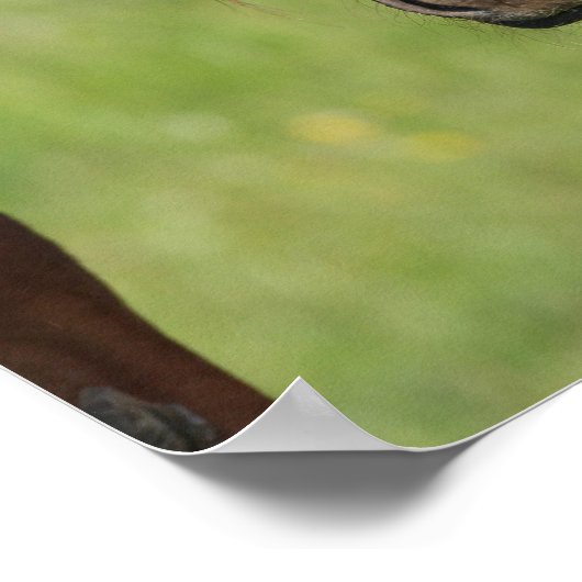 Chestnut Warmblood Foal with Tail on Head Poster (Hoek)