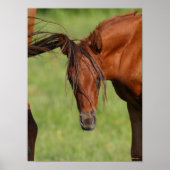 Chestnut Warmblood Foal with Tail on Head Poster (Voorkant)