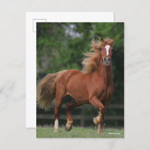 Chestnut Welsh Pony Mane en Tail stromend Briefkaart