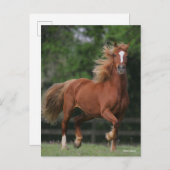 Chestnut Welsh Pony Mane en Tail stromend Briefkaart (Voorkant / Achterkant)