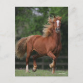 Chestnut Welsh Pony Mane en Tail stromend Briefkaart (Voorkant)
