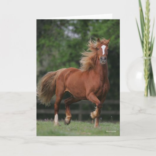 Chestnut Welsh Pony Mane en Tail stromend Kaart (Voorkant)