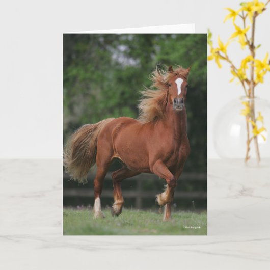 Chestnut Welsh Pony Mane en Tail stromend Kaart (Gele Bloem)