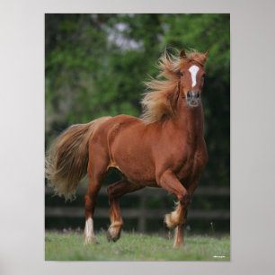 Chestnut Welsh Pony Mane en Tail stromend Poster