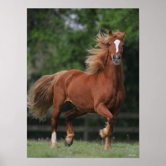 Chestnut Welsh Pony Mane en Tail stromend Poster (Voorkant)