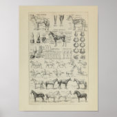 Cheval Anatomie Aplombs Squelette Horse Anatomie Poster (Voorkant)