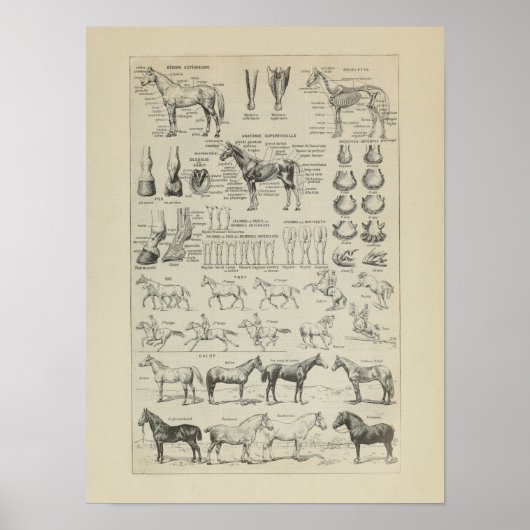 Cheval Anatomie Aplombs Squelette Horse Anatomie Poster (Voorkant)