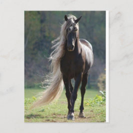 Cheval Briefkaart
