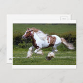 Cheval Briefkaart (Voorkant / Achterkant)