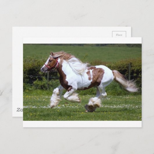 Cheval Briefkaart (Voorkant / Achterkant)