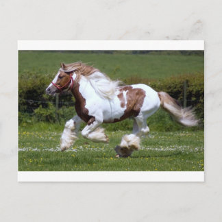 Cheval Briefkaart