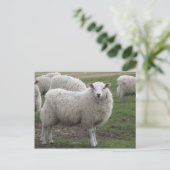 Cheviot schaap briefkaart (Staand voorkant)