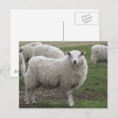 Cheviot schaap briefkaart (Voorkant / Achterkant)
