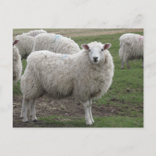 Cheviot schaap briefkaart (Voorkant)