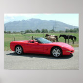 Chevrolet Corvette Convertible C5 Poster (Voorkant)