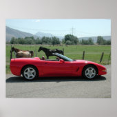 Chevrolet Corvette Convertible C5 Poster (Voorkant)