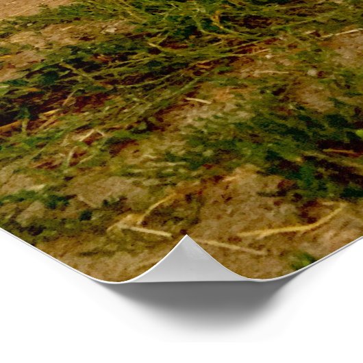 Chevy Pickup 1954 Poster (Hoek)