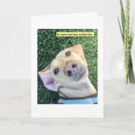 Chew Toys MillieGram Kaart